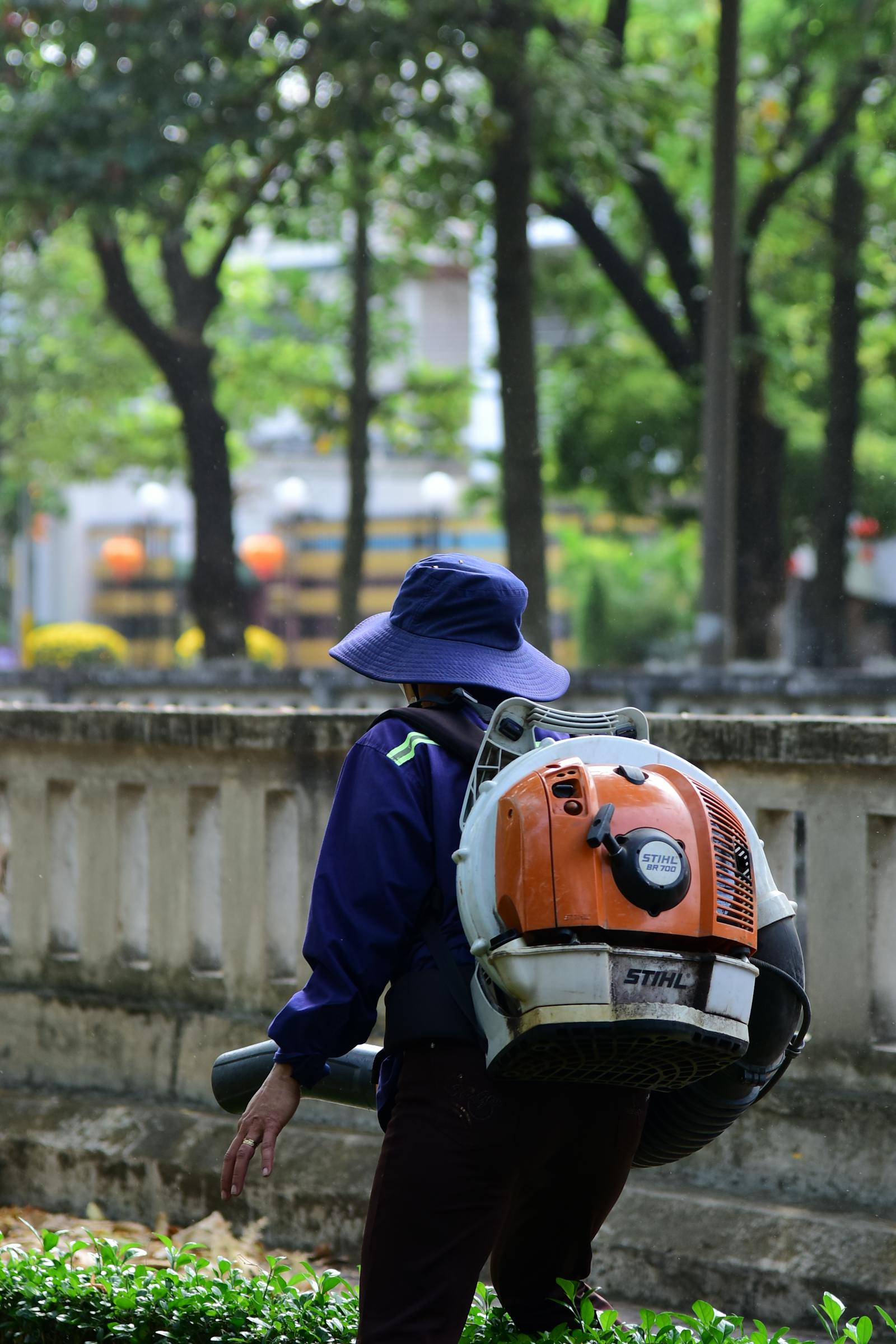 Backpack-blower clearing oak drop into a tidy pile on a residential lawn.