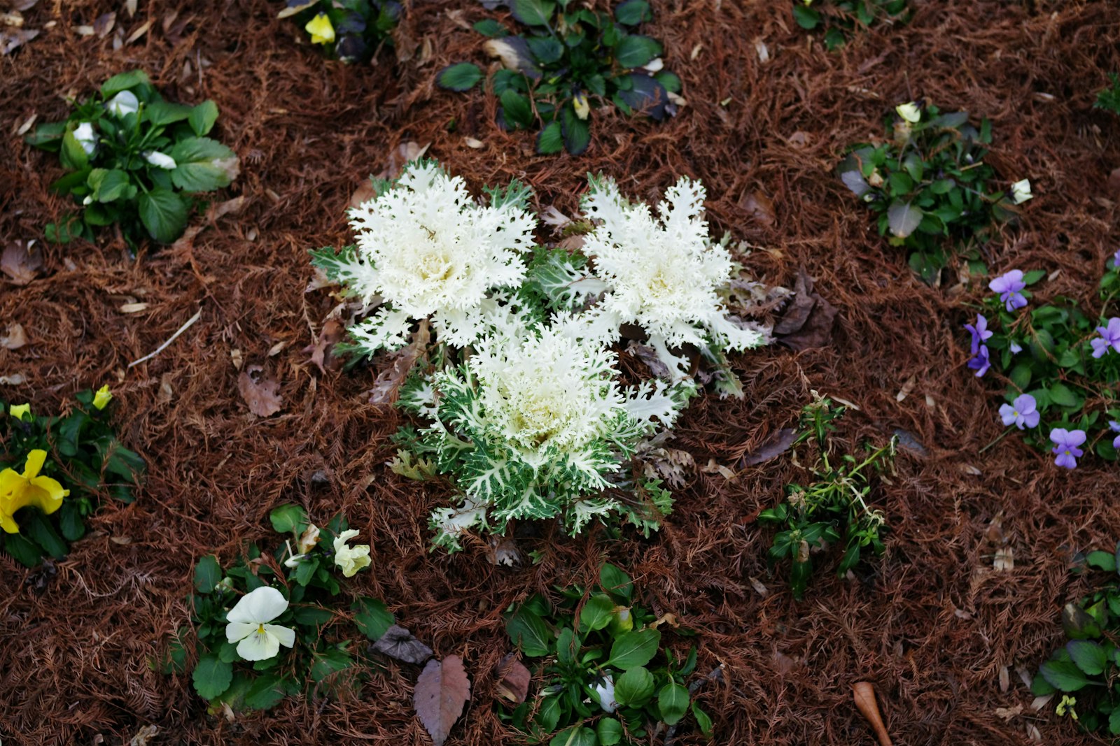 Front-yard flower bed mulched in dark hardwood after a managed bed-service visit.